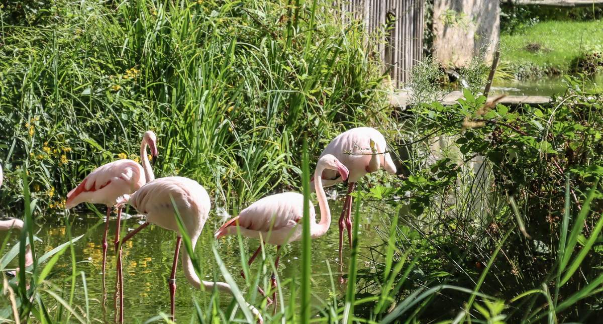 Bezienswaardigheden Bretagne: Zoo & Château de La Bourbansais | Mooistestedentrips.nl