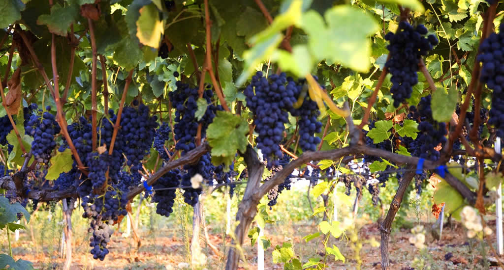 Rondreis Noord-Griekenland: wijn proeven bij Aslanis | Mooistestedentrips.nl