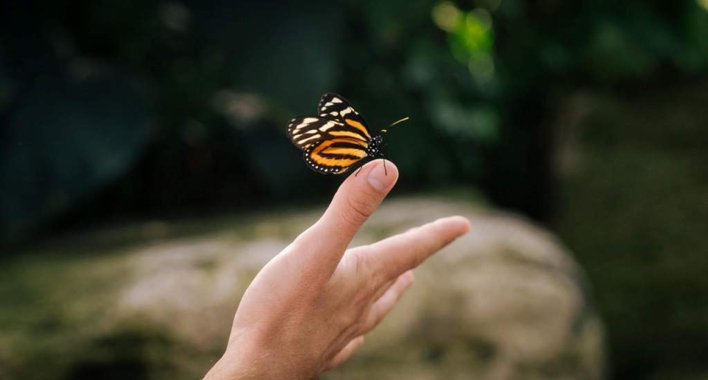 Niagara falls, Canada: Butterfly Conservatory (foto: Barb Simkova)