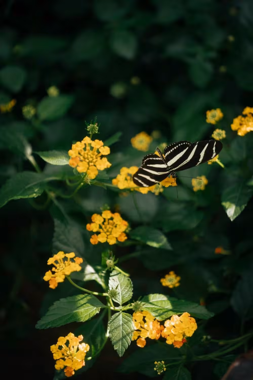 Niagara falls, Canada: Butterfly Conservatory (foto: Barb Simkova)