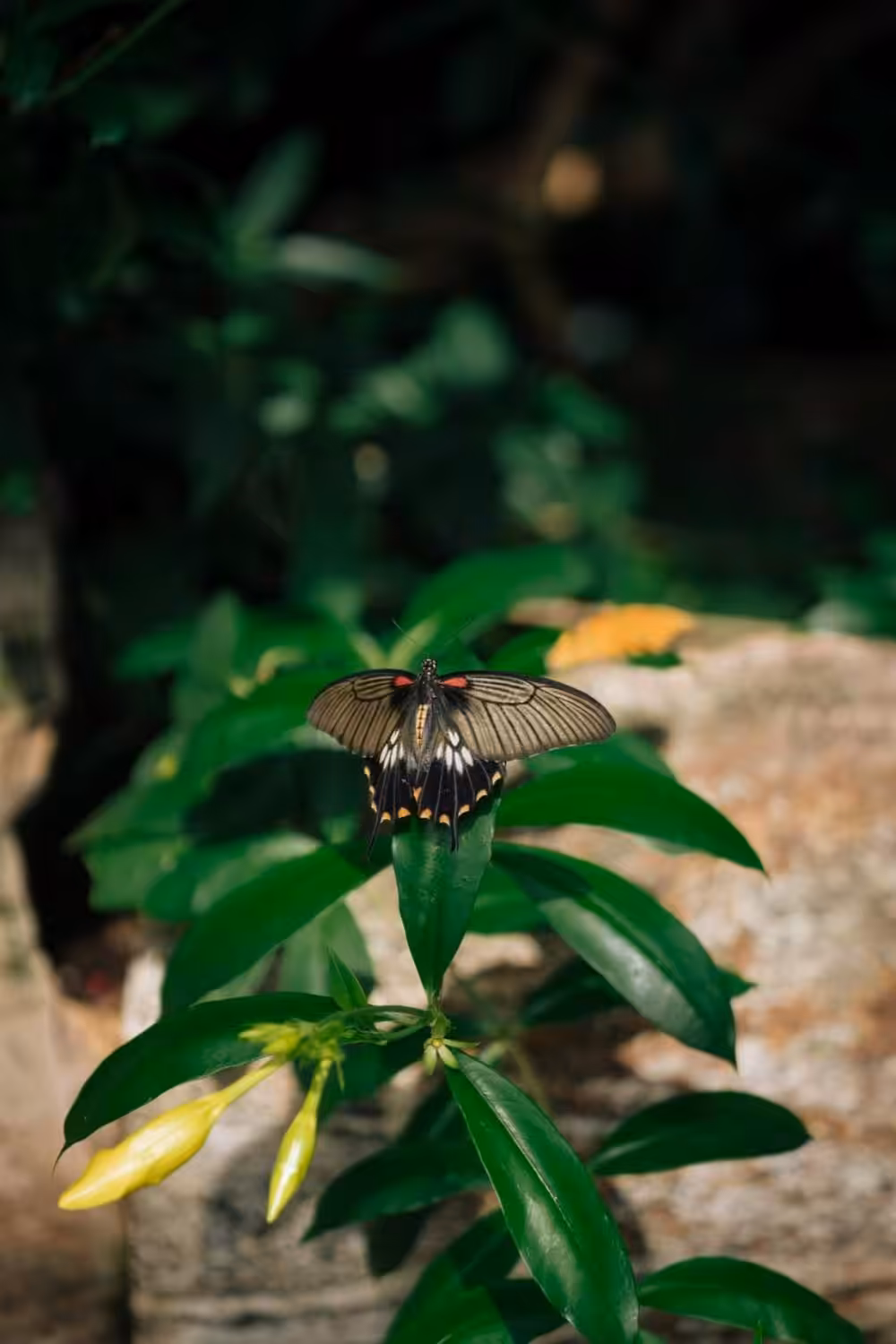 Niagara falls, Canada: Butterfly Conservatory (foto: Barb Simkova)