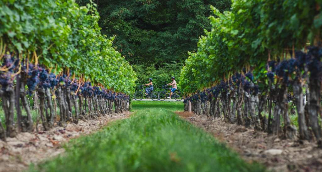 Wijngaarden Niagara-on-the-Lake: Two Sisters Vineyards (foto: Ryan Lee)