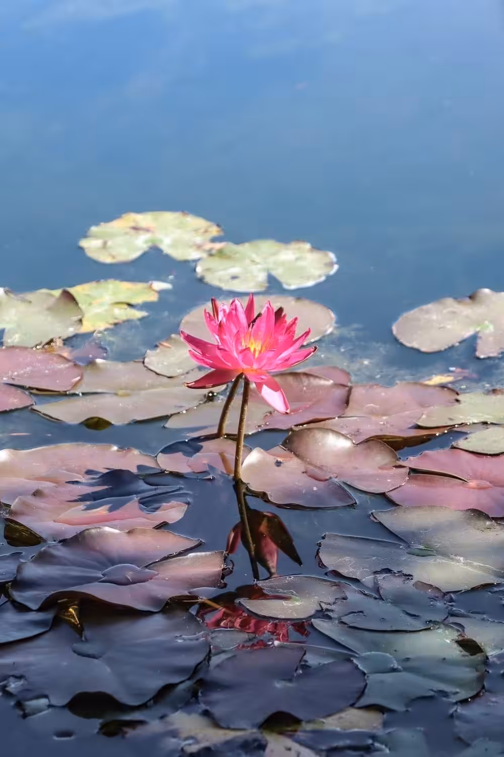 Bezienswaardigheden Wroclaw, Botanische Tuin van de Universiteit van Wroclaw | Mooistestedentrips.nl