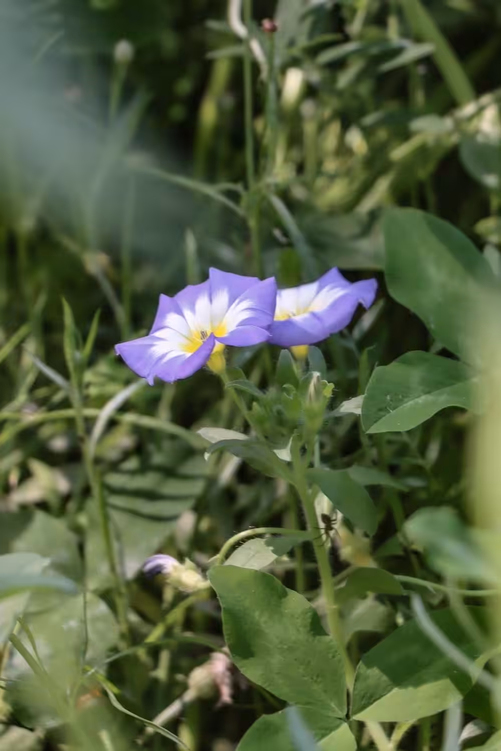 Bezienswaardigheden Wroclaw, Botanische Tuin van de Universiteit van Wroclaw | Mooistestedentrips.nl