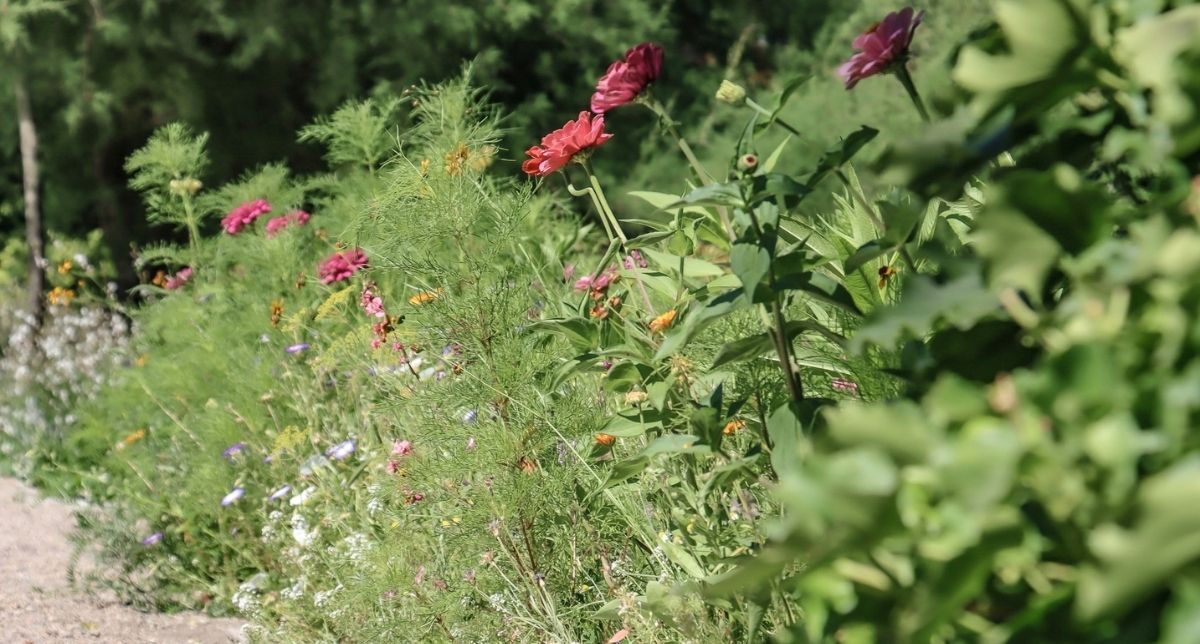 Bezienswaardigheden Wroclaw, Botanische Tuin van de Universiteit van Wroclaw | Mooistestedentrips.nl Bezienswaardigheden Wroclaw, Botanische Tuin van de Universiteit van Wroclaw | Mooistestedentrips.nl