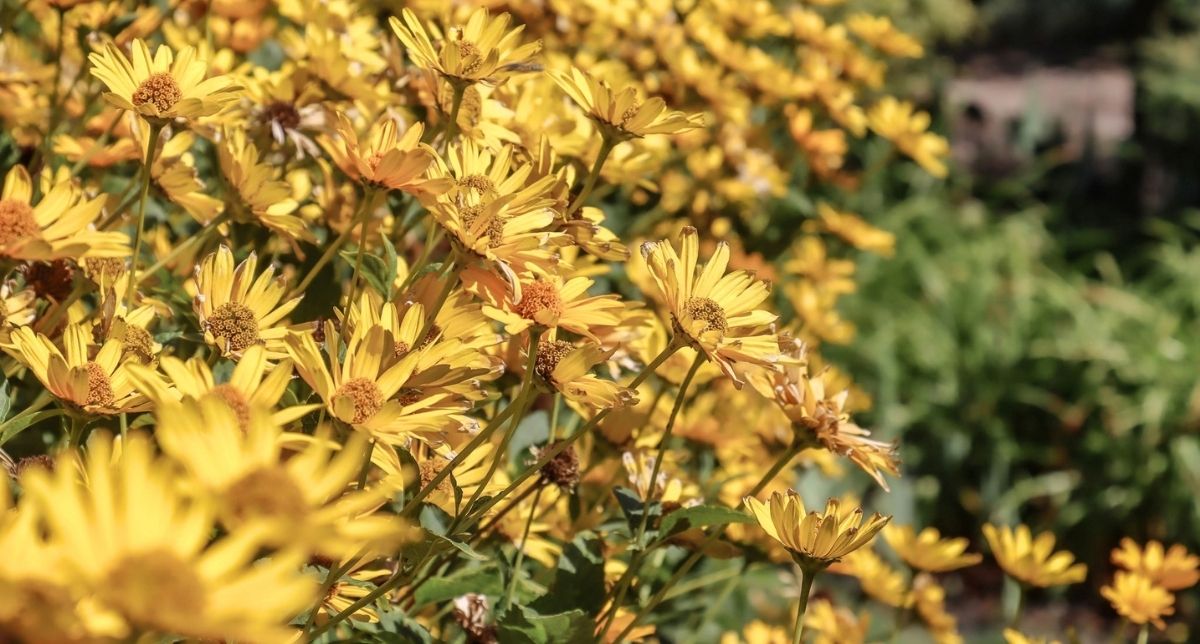 Bezienswaardigheden Wroclaw, Botanische Tuin van de Universiteit van Wroclaw | Mooistestedentrips.nl Bezienswaardigheden Wroclaw, Botanische Tuin van de Universiteit van Wroclaw | Mooistestedentrips.nl
