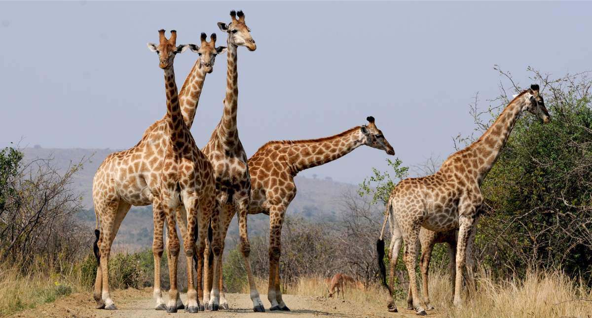 Safari Zuid-Afrika, Hluhluwe-Imfolozipark | Mooistestedentrips.nl
