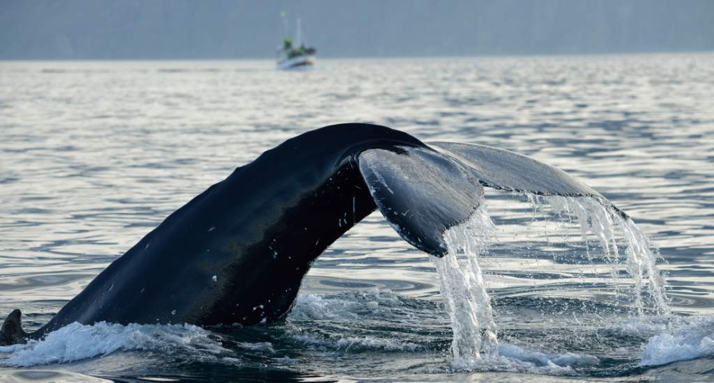 Reykjavik: walvissen spotten in IJsland | Mooistestedentrips.nl