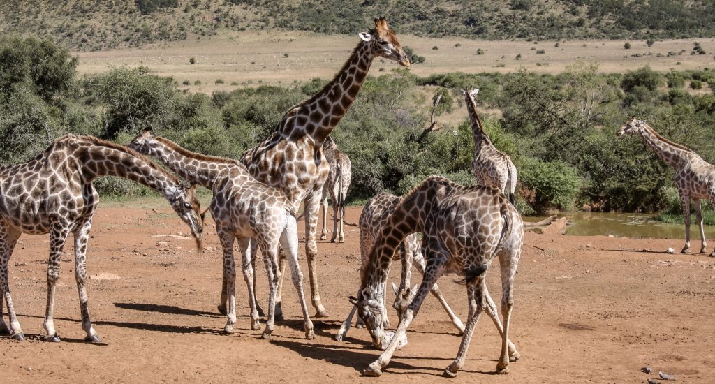 Pilanesberg National Park, Zuid-Afrika. Ga (malariavrij) op safari in Zuid-Afrika | Mooistestedentrips.nl