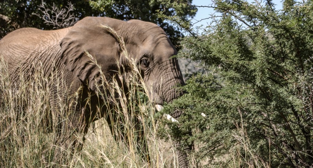 Pilanesberg National Park, Zuid-Afrika. Ga (malariavrij) op safari in Zuid-Afrika | Mooistestedentrips.nl