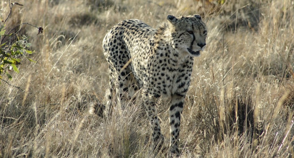 Kololo Game Reserve, Zuid-Afrika. Op safari in het Kololo Game Reserve | Mooistestedentrips.nl