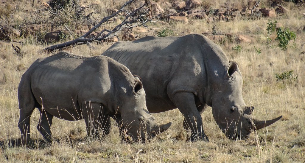 Kololo Game Reserve, Zuid-Afrika. Op safari in het Kololo Game Reserve | Mooistestedentrips.nl