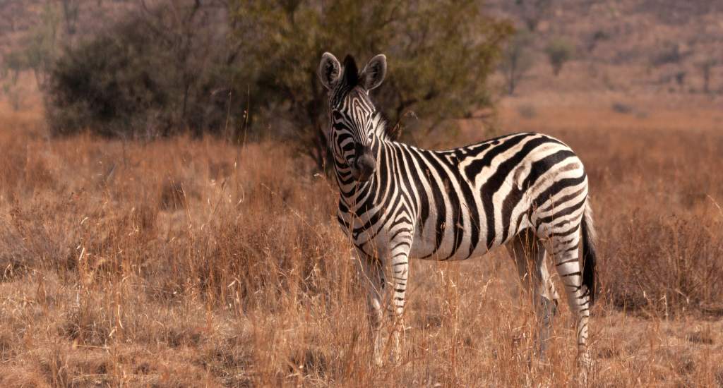 Zuid-Afrika: Pilanesberg National Park | Mooistestedentrips.nl