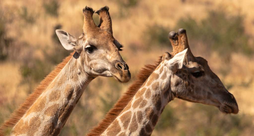 Zuid-Afrika: Pilanesberg National Park | Mooistestedentrips.nl