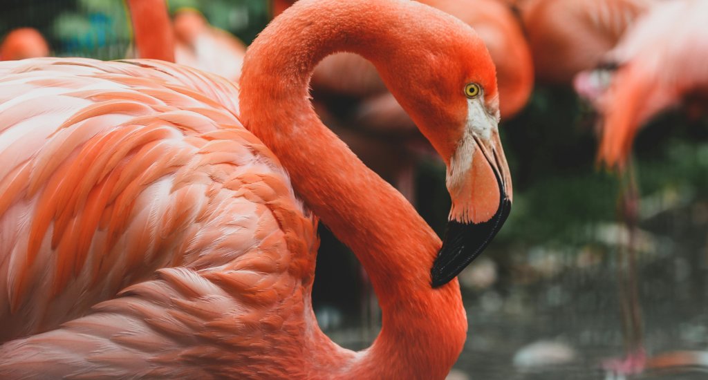 Flamingo Wildlife Habitat, Flamingo Las Vegas Hotel & Casino | Mooistestedentrips.nl