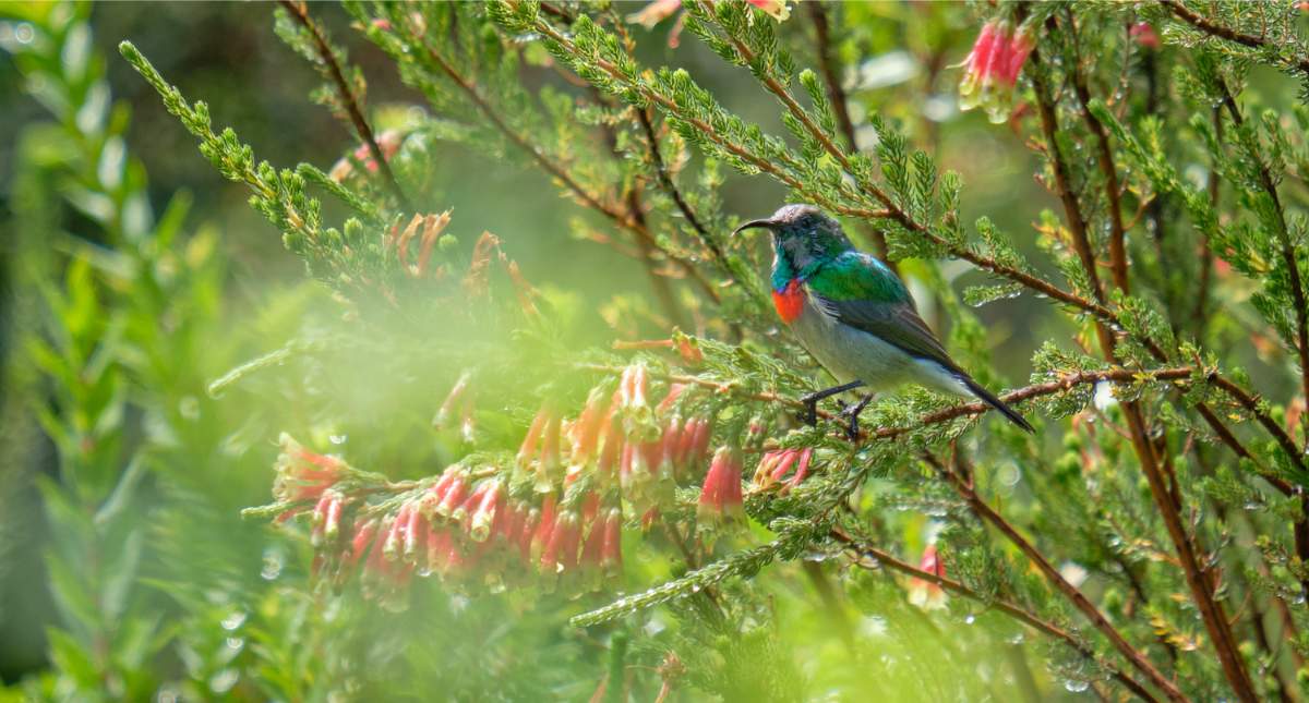Wat te doen in Kaapstad? Kirstenbosch Naional Botanical Garden | Mooistestedentrips.nl