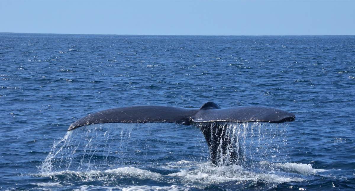 Walvissen zien in Zuid-Afrika: Hermanus | Mooistestedentrips.nl