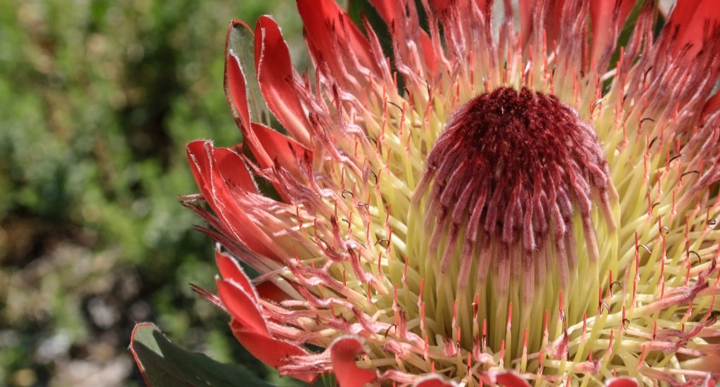 Bezienswaardigheden Kaapstad: Kirstenbosch Naional Botanical Garden | Mooistestedentrips.nl