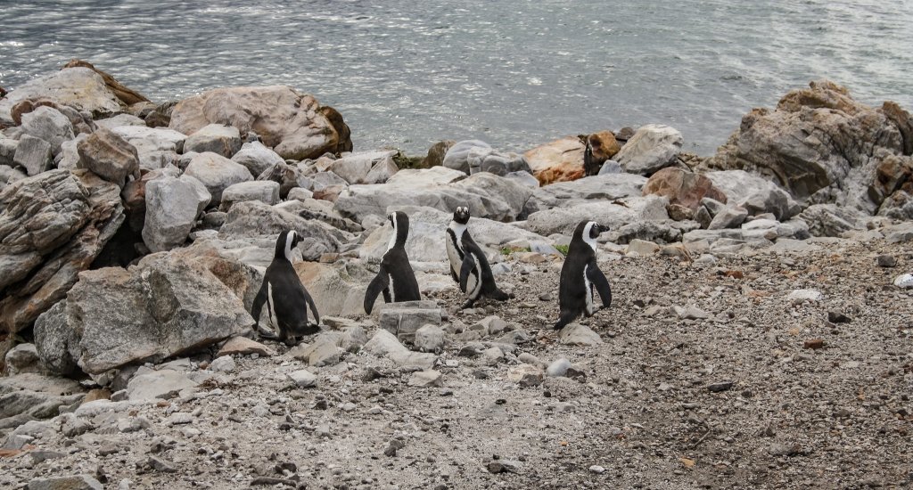 Pinguïns in Zuid-Afrika: Stony Point Nature Reserve | Mooistestedentrips.nl