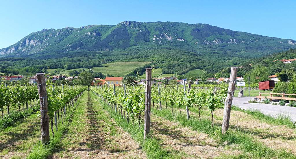Slovenië bezienswaardigheden, Vipava vallei | Mooistestedentrips.nl