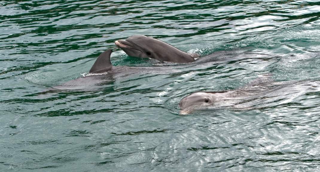 Algarve wat te doen: dolfijnen spotten | Mooistestedentrips.nl