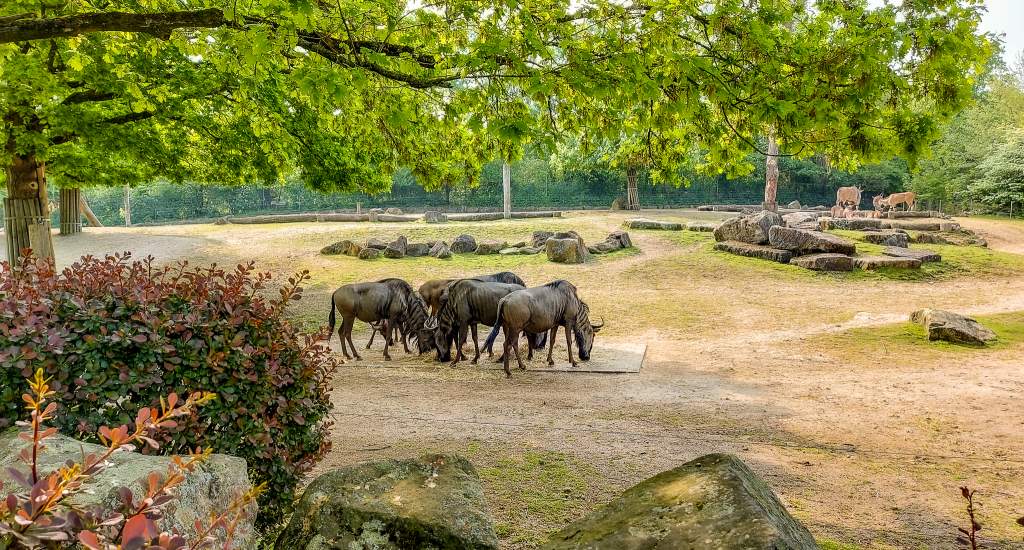 Münster bezienswaardigheden: Allwetter Zoo | Mooistestedentrips.nl
