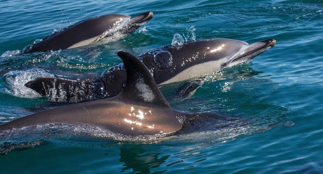 Algarve, dolfijnen spotten vanuit Faro | Mooistestedentrips.nl