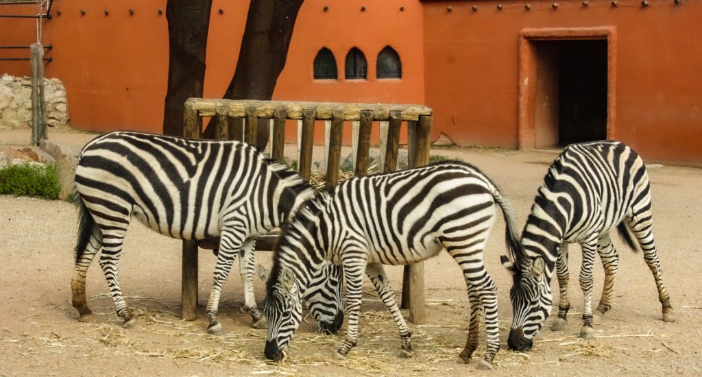 Bezienswaardigheden Cordoba, Spanje: de Zoo van Cordoba