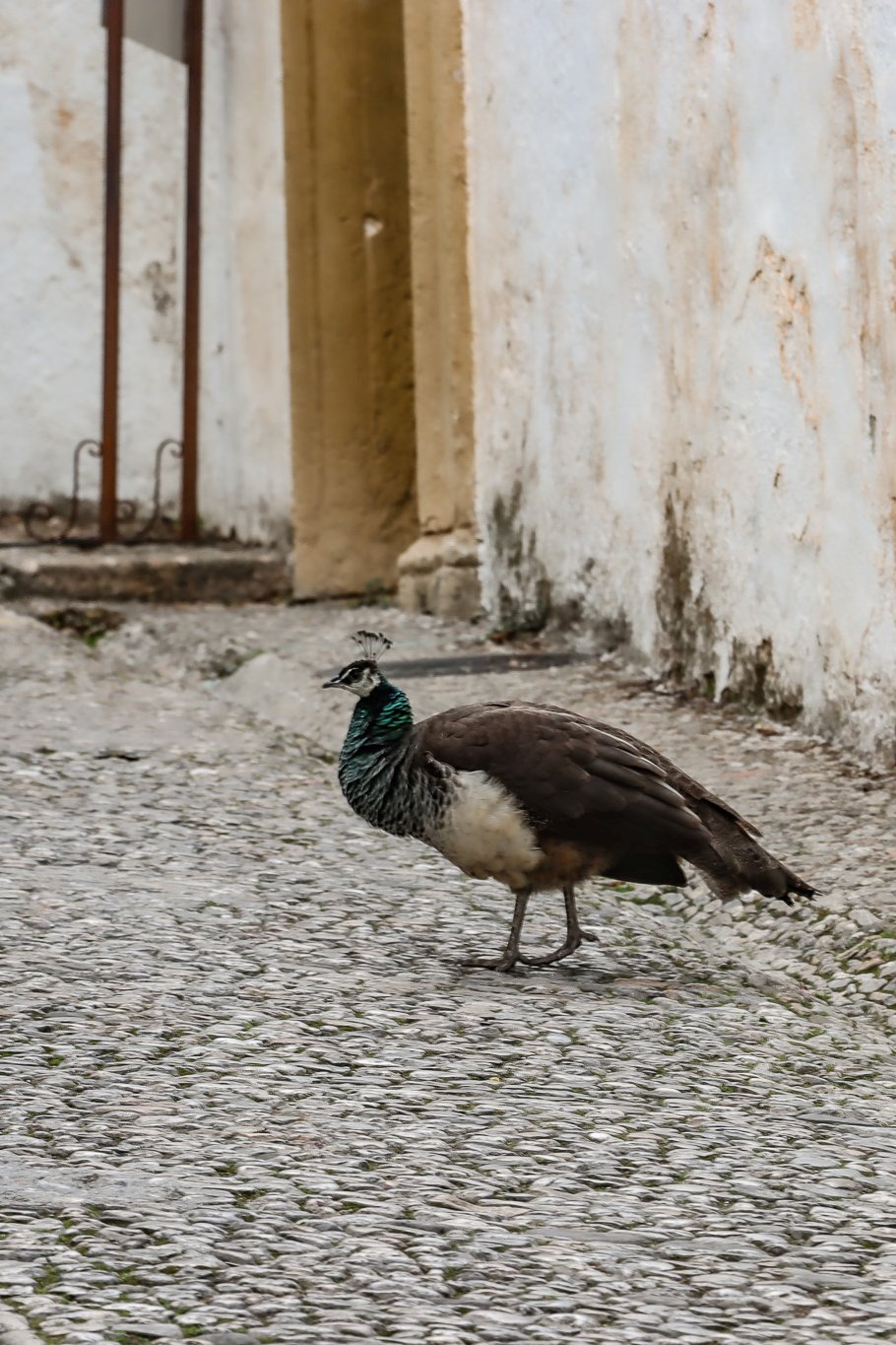 Ronda, Spanje: ontdek de mooiste bezienswaardigheden in Ronda, Spanje | Mooistestedentrips.nl