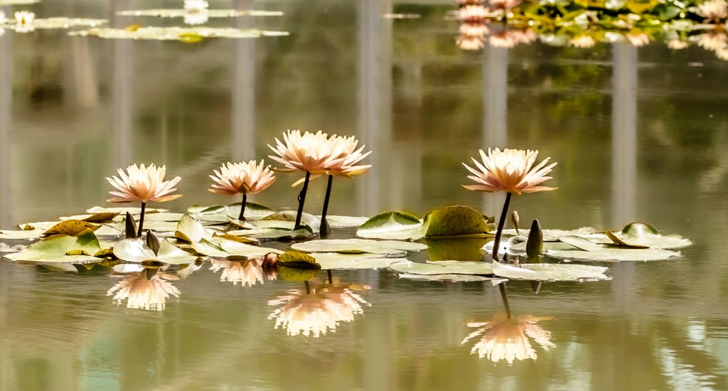 Bezienswaardigheden Padua: Orto botanico di Padova | Mooistestedentrips.nl