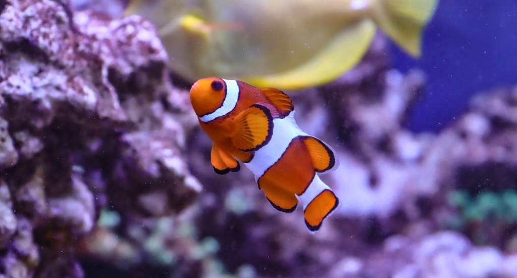 Bezienswaardigheden Pula, Kroatië: Aquarium Pula | Mooistestedentrips.nl