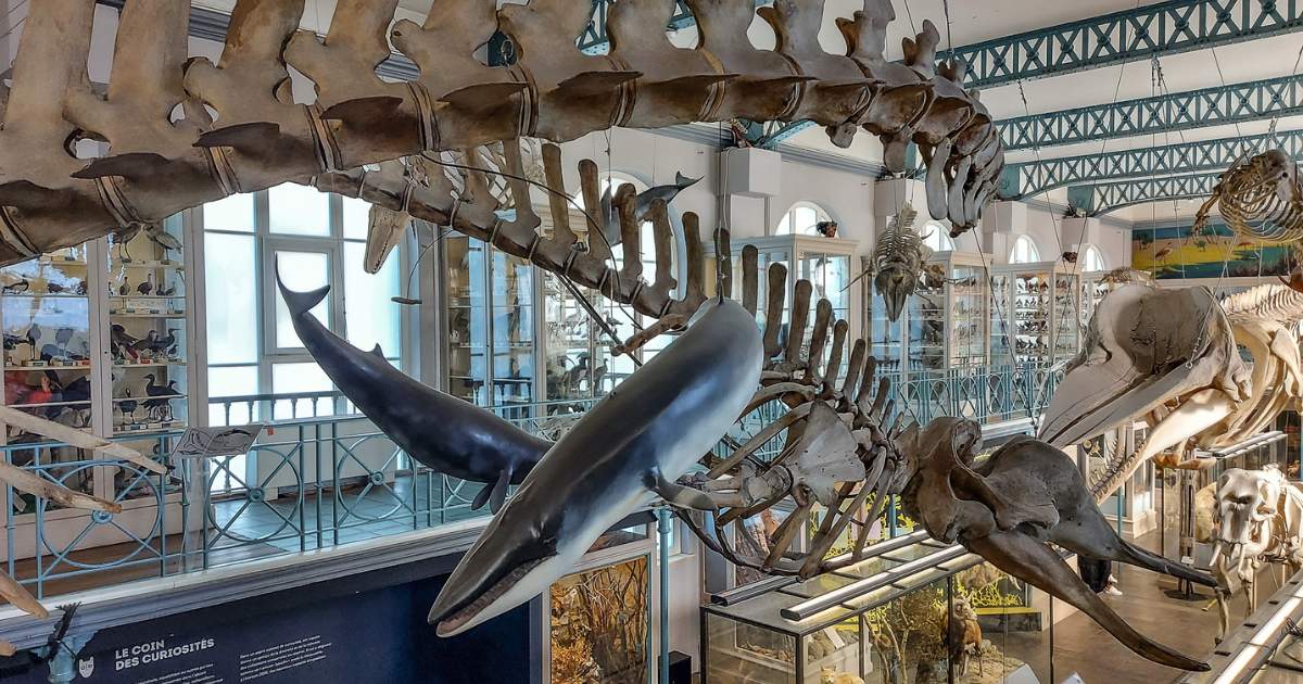 Stedentrip Lille: Musée d'histoire naturelle de Lille | Mooistestedentrips.nl