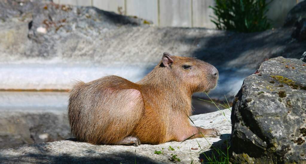 Foto met dank aan Zoo d'Amiens