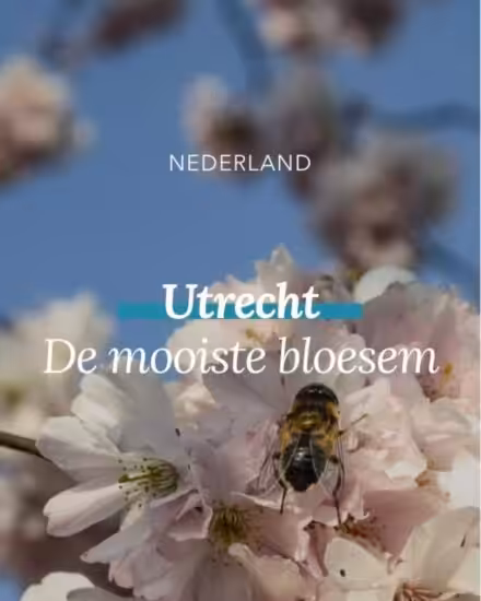 De mooiste bloesems in Utrecht | Mooistestedentrips.nl