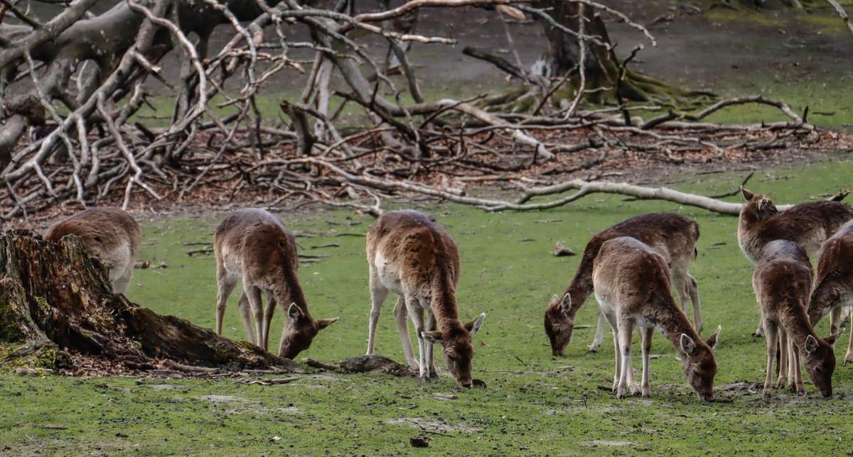 Bezienswaardigheden Aarhus: Marselisborg Dyrehave | Mooistestedentrips.nl