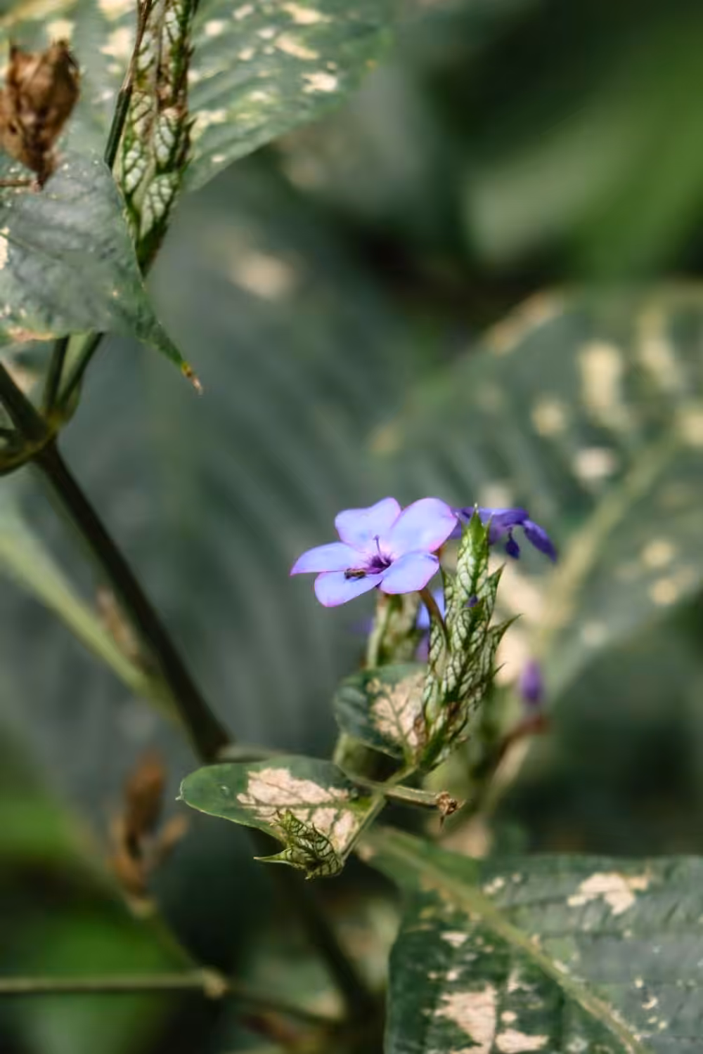Bezienswaardigheden Aarhus, Botanische tuin | Mooistestedentrips.nl