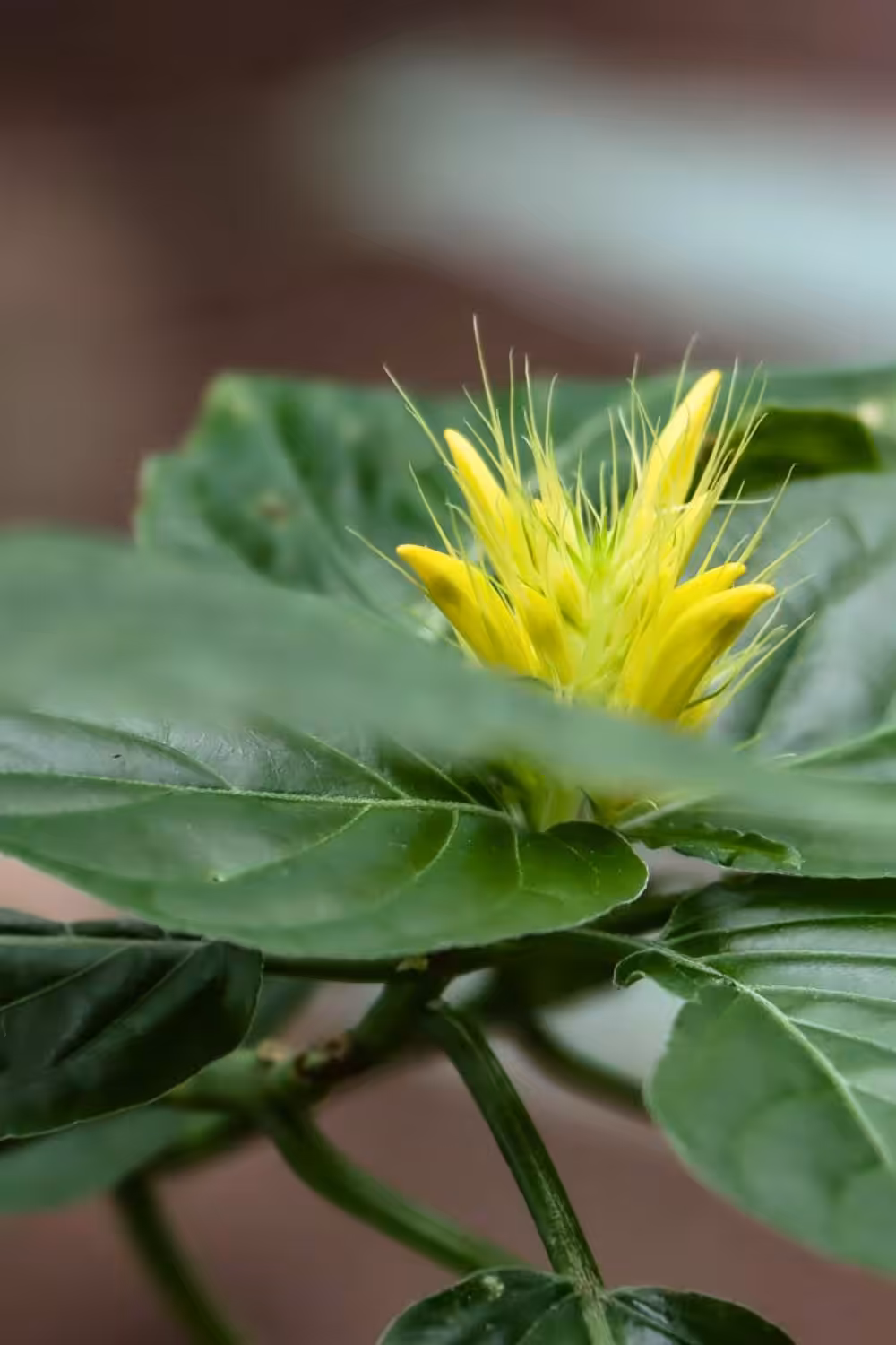 Bezienswaardigheden Aarhus, Botanische tuin | Mooistestedentrips.nl
