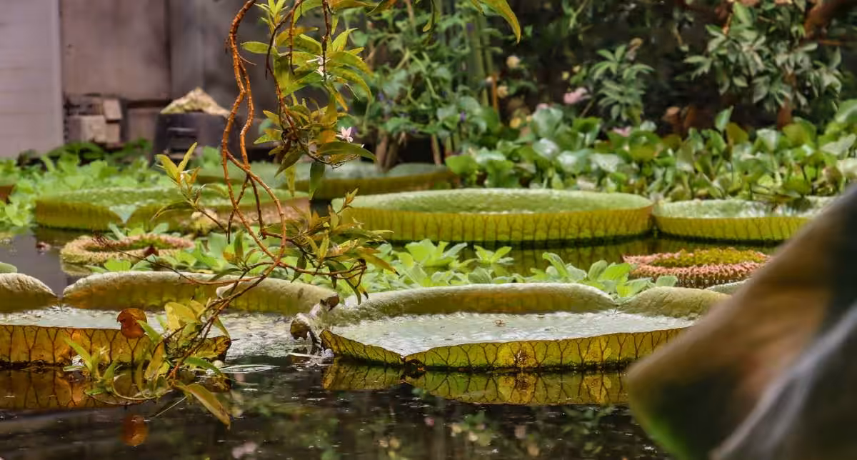 Bezienswaardigheden Aarhus, Botanische tuin | Mooistestedentrips.nl
