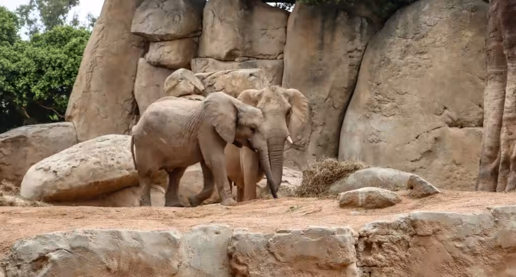 StedentripValencia, Bioparc Valencia | Mooistestedentrips.nl