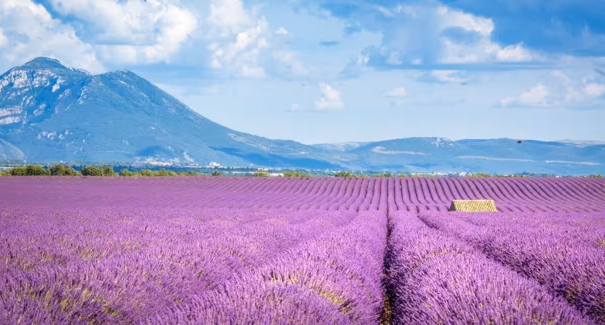 Dagtrip vanuit Aix-en-Provence, lavendel Valensole (foto: Francesco Ricca Iacomino/ Getty Images)